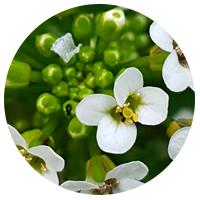 Watercress 