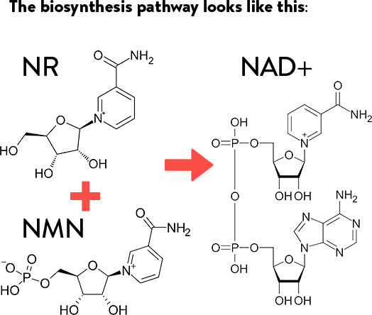 Genuine Purity NMN+NR