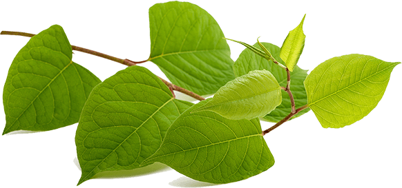 Genuine Purity Trans-Resveratrol